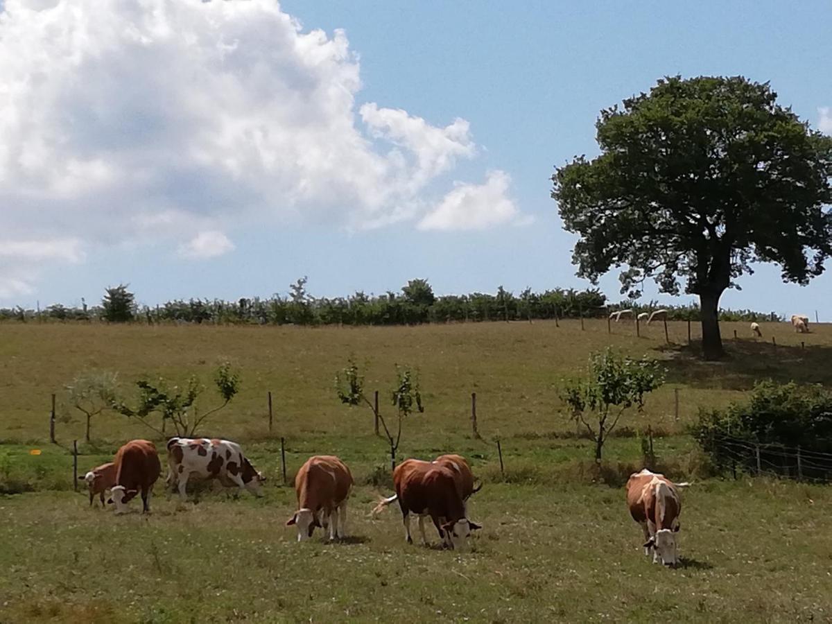 Valle Del Poggio 诺西拉·乌姆布拉 外观 照片